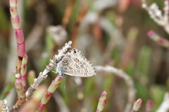 Theclinesthes sulpitius