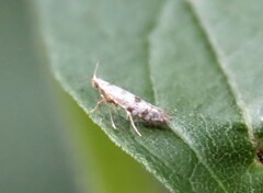 Argyresthia thuiella