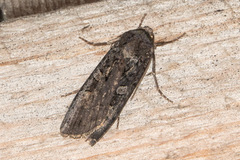 Actebia fennica