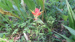 Castilleja miniata