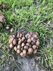 Micacei
