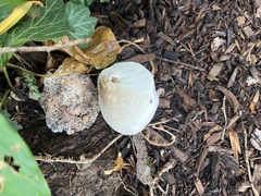 Agaricus sylvicola