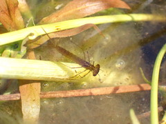 Austrolestes colensonis