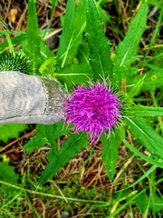 Cirsium vulgare
