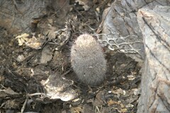 Mammillaria grahamii