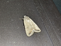 Caradrina montana