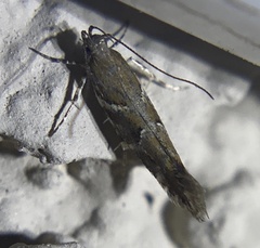 Gelechiidae