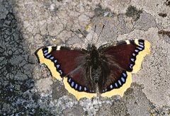 Nymphalis