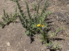 Trichostema lanceolatum