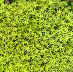 Pseudocrossidium crinitum