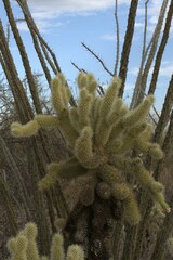 Cylindropuntia bigelovii
