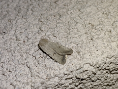 Caradrina montana