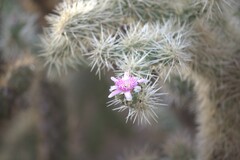 Cylindropuntia fulgida