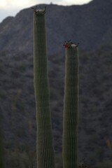 Carnegiea gigantea