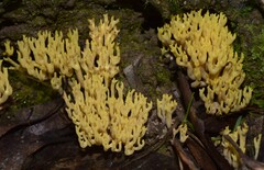 Ramaria watlingii