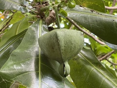 Barringtonia asiatica