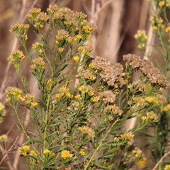 Euthamia occidentalis