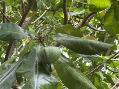 Barringtonia asiatica