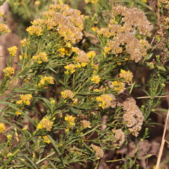 Euthamia occidentalis