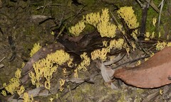 Ramaria watlingii