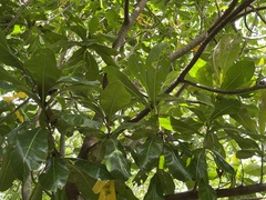Barringtonia asiatica