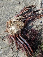 Panulirus interruptus