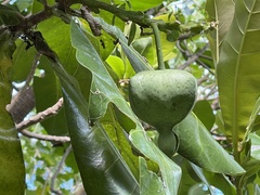 Barringtonia asiatica