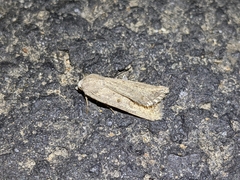 Caradrina montana