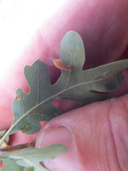 Atrusca clavuloides