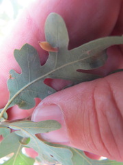 Atrusca clavuloides