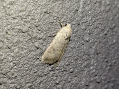 Caradrina montana