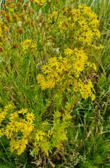 Jacobaea