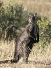 Osphranter robustus robustus