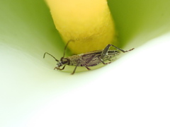 Navomorpha sulcata