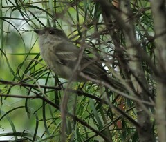 Pachycephala pectoralis