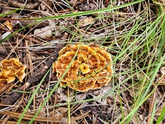 Phaeolus schweinitzii