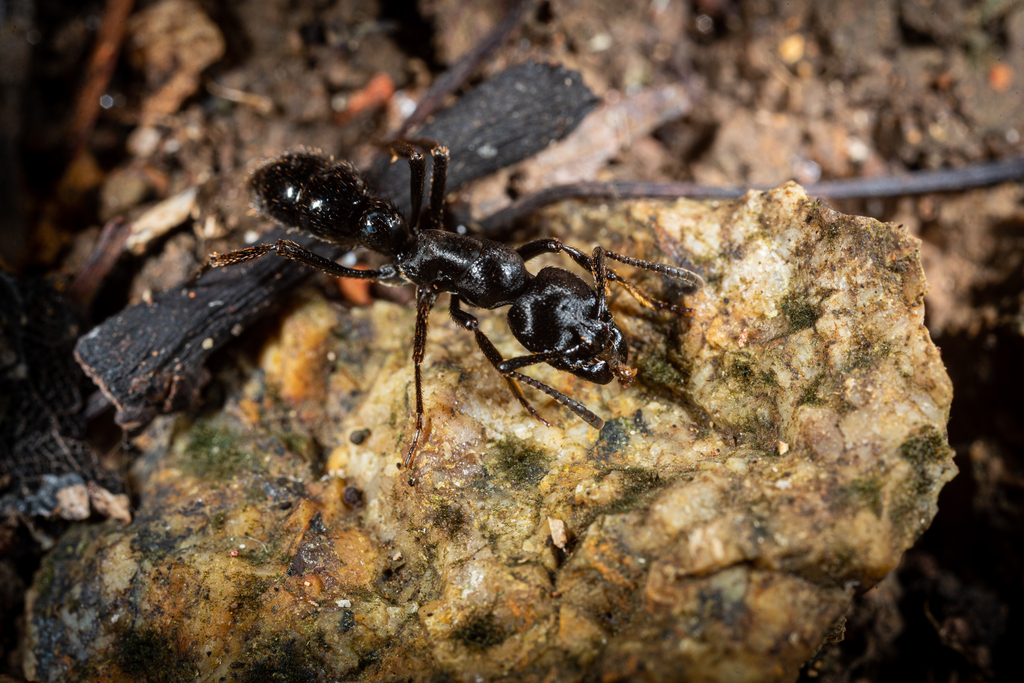 Wasmannii-group Rugged Ringbum Ants