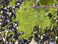 Pseudocrossidium crinitum