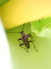 Navomorpha sulcata