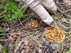 Phaeolus schweinitzii