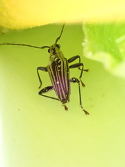 Navomorpha sulcata
