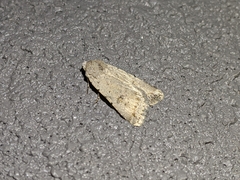 Caradrina montana