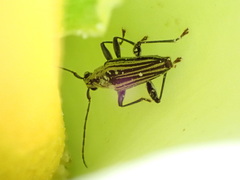 Navomorpha sulcata