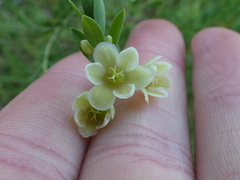 Phyllanthus calycinus
