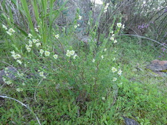 Phyllanthus calycinus