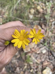 Gutierrezia wrightii