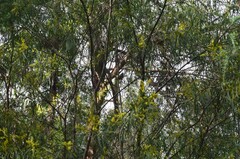 Pachycephala pectoralis