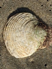 Semele decisa
