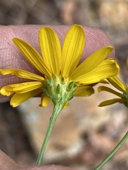 Gutierrezia wrightii