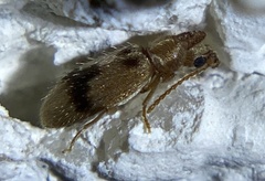 Notoxus desertus